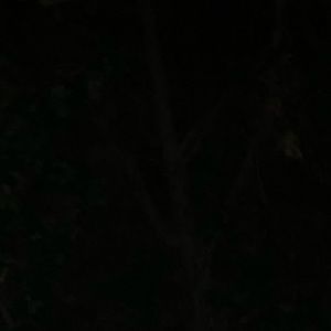 Meet your Posher, Leo